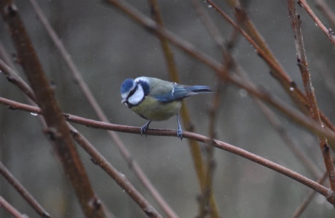 Blue tit